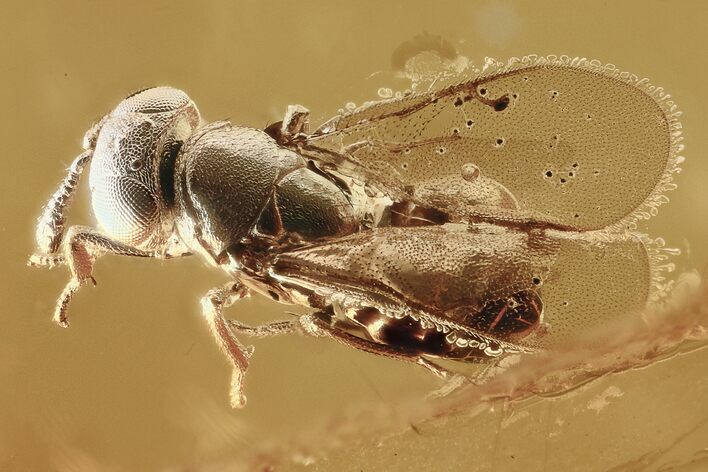 Fossil Parasitic Wasp (Encyrtidae) In Baltic Amber #294331